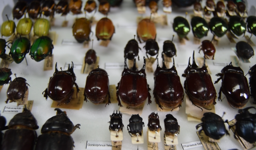 Ejemplar de Insecto 2