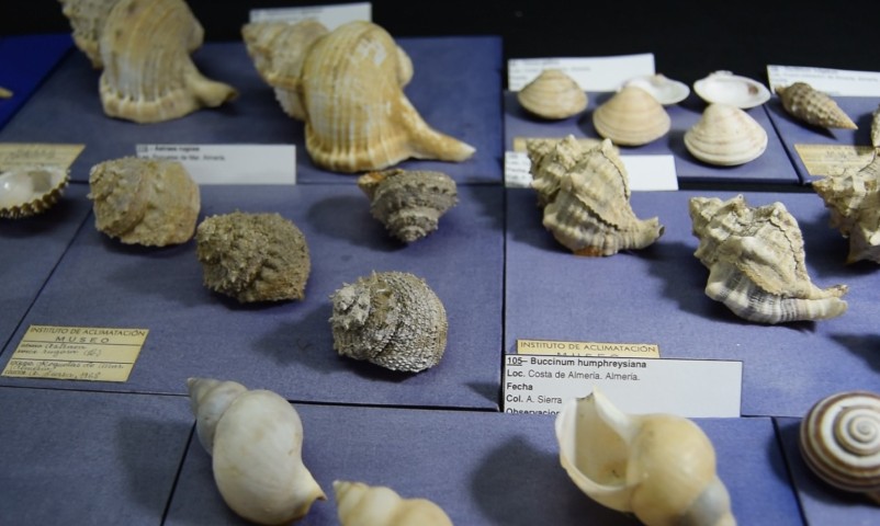Ejemplar de Invertebrado 1