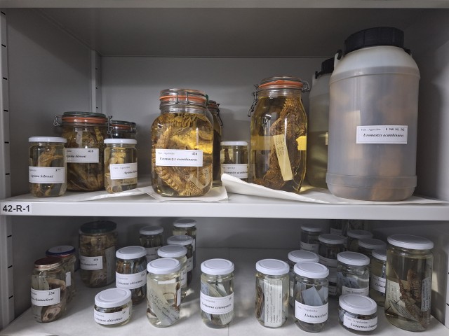 Ejemplar de Herpetología 1