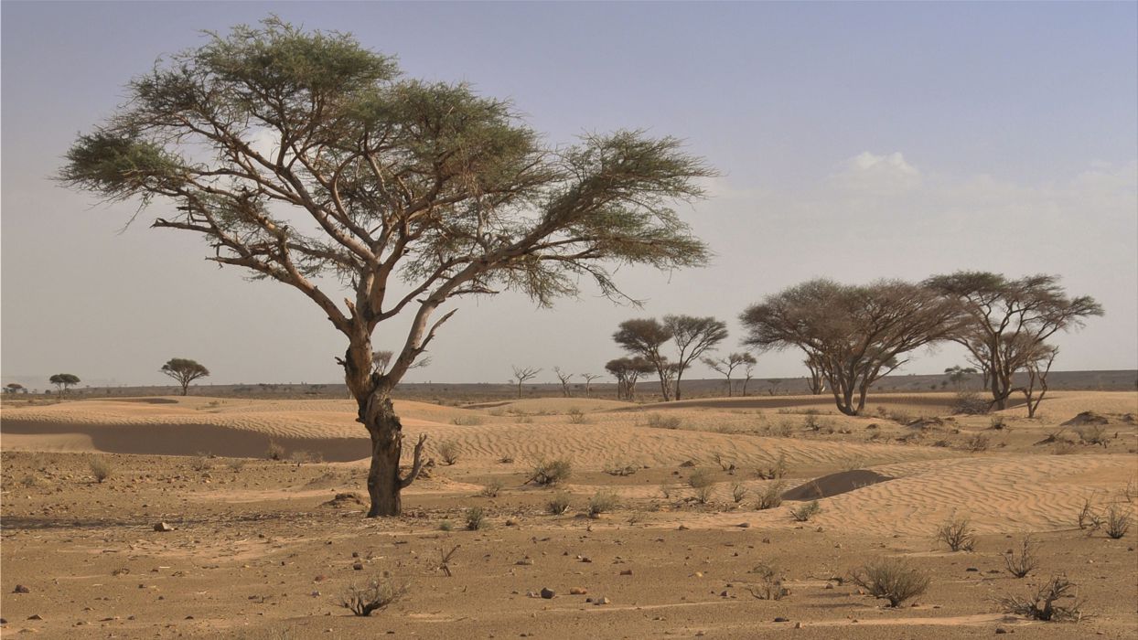 Grupo Desertificación y Geo-Ecología