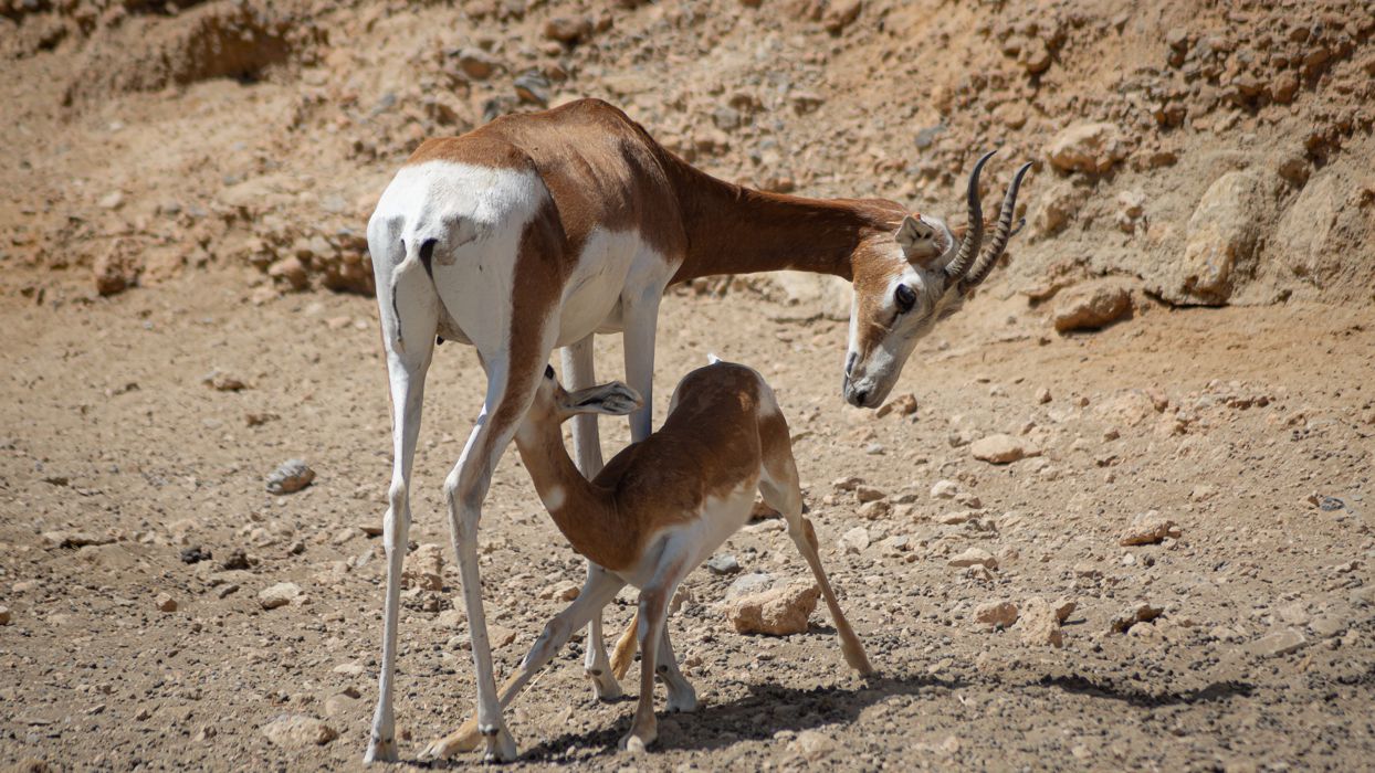 Biología de la Conservación de Especies Amenazadas