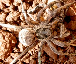 Fotografía del departamento Grupo Ecología Evolutiva y de la Conducta de la EEZA