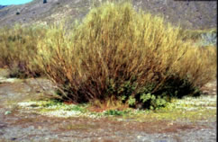 Fotografía del departamento Ecologia Funcional de la EEZA
