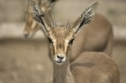 Fotografía del departamento Grupo Ecología Evolutiva y de la Conducta de la EEZA