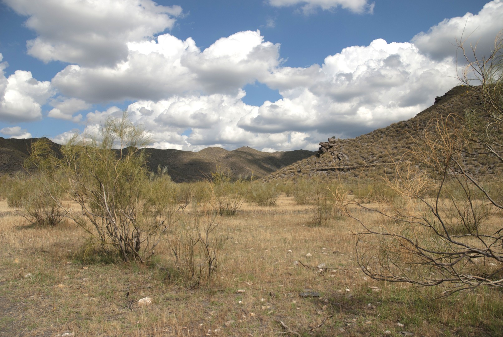 Ecologia Funcional