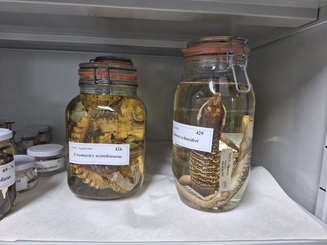 Ejemplar de Herpetología 2